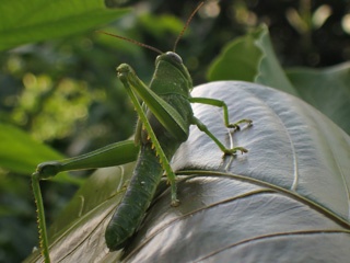 Grasshopper